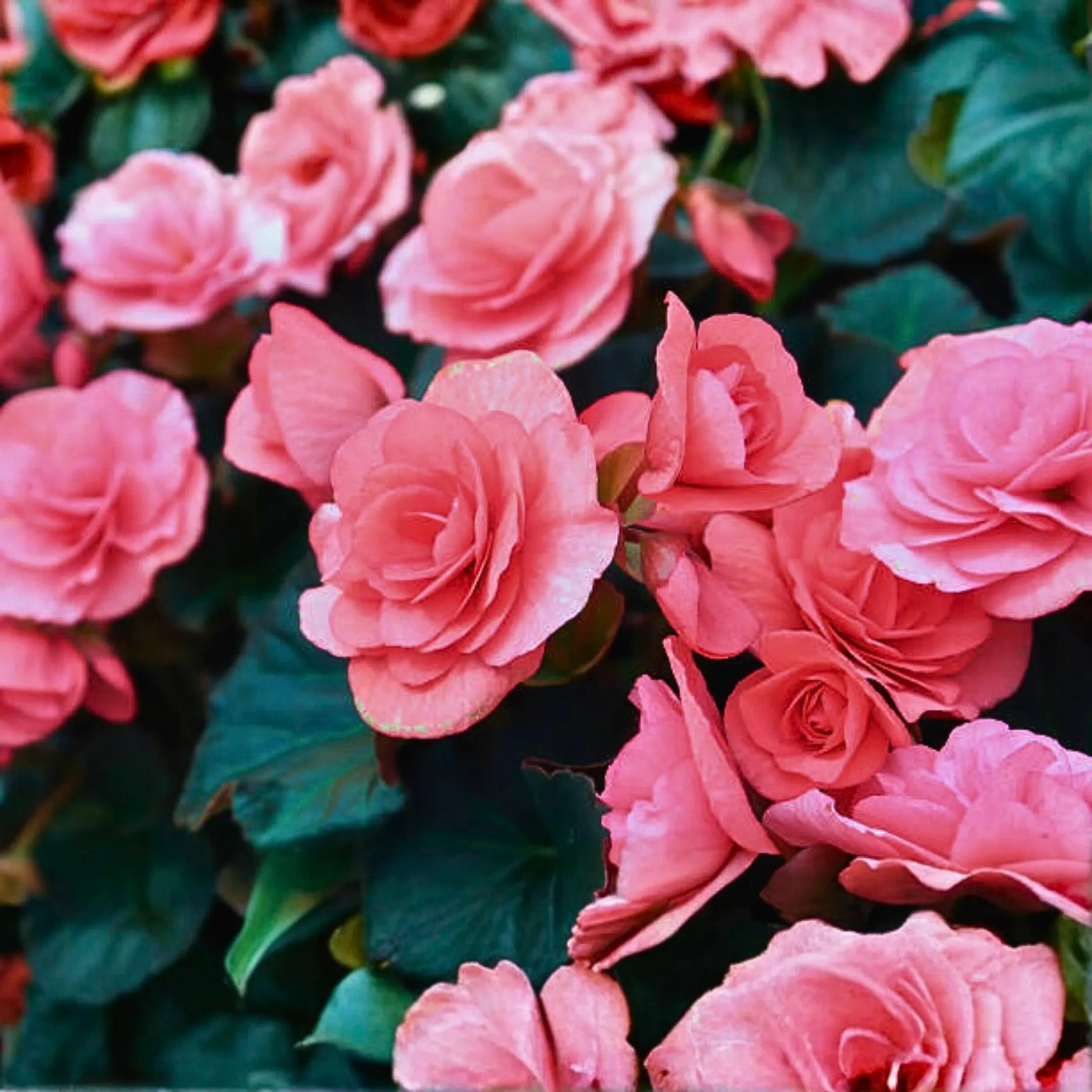 5/25/50 Solenia Dusty Rose Begonia Seeds | Double Bloom, Shade Loving Pink Flowers(5 Seeds)