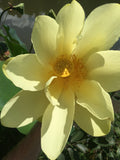 12/60/120 American Water Lotus (Nelumbo lutea) Seeds, aquatic perennial vegetable: water purification  wildlife habitat, aquaculture permaculture(12 Seeds)