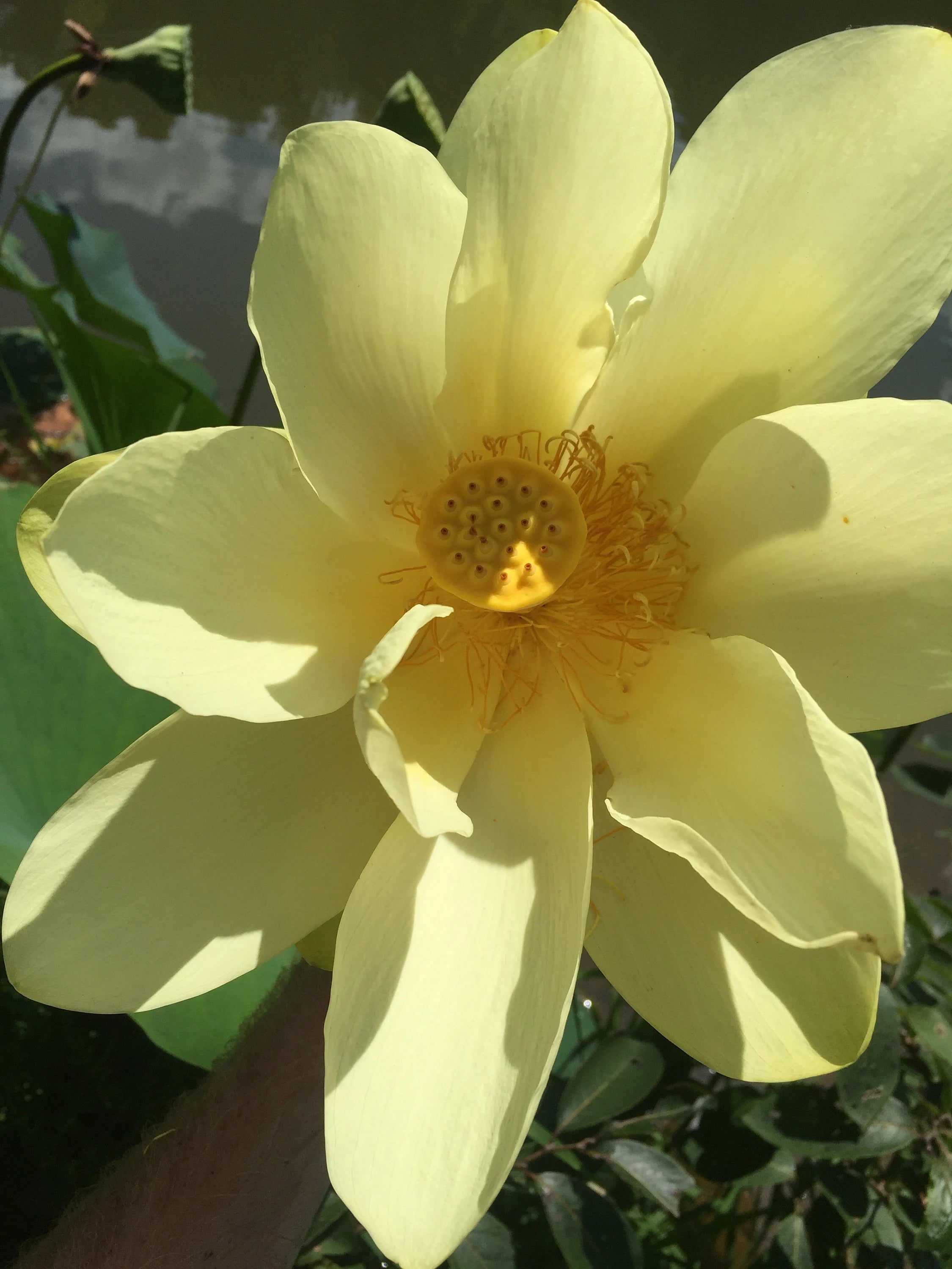 12/60/120 American Water Lotus (Nelumbo lutea) Seeds, aquatic perennial vegetable: water purification  wildlife habitat, aquaculture permaculture(12 Seeds)