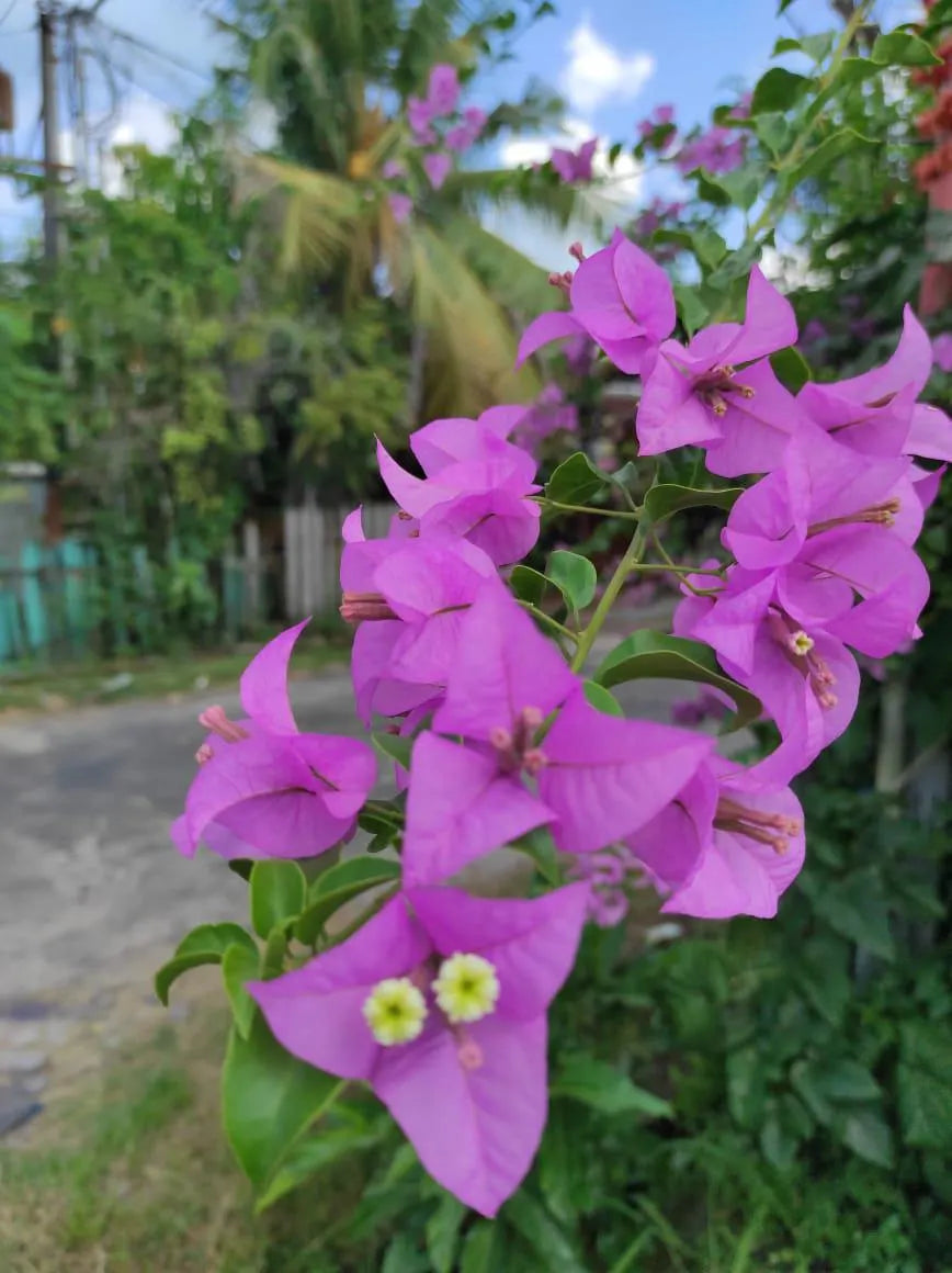 Bougainvillea Purple Flower Seeds: Tropical Vine, Vibrant Blooms (24/120/240 Seeds)(24 Seeds)