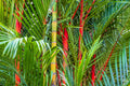 2/10/20 Red LIPSTICK PALM Sealing Wax Palm Cyrtostachys Renda Tree Houseplant Seeds(2 Seeds)