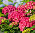 Red Hydrangea Seeds: Perennial Garden Flower for Pots  Borders(16 Seeds)