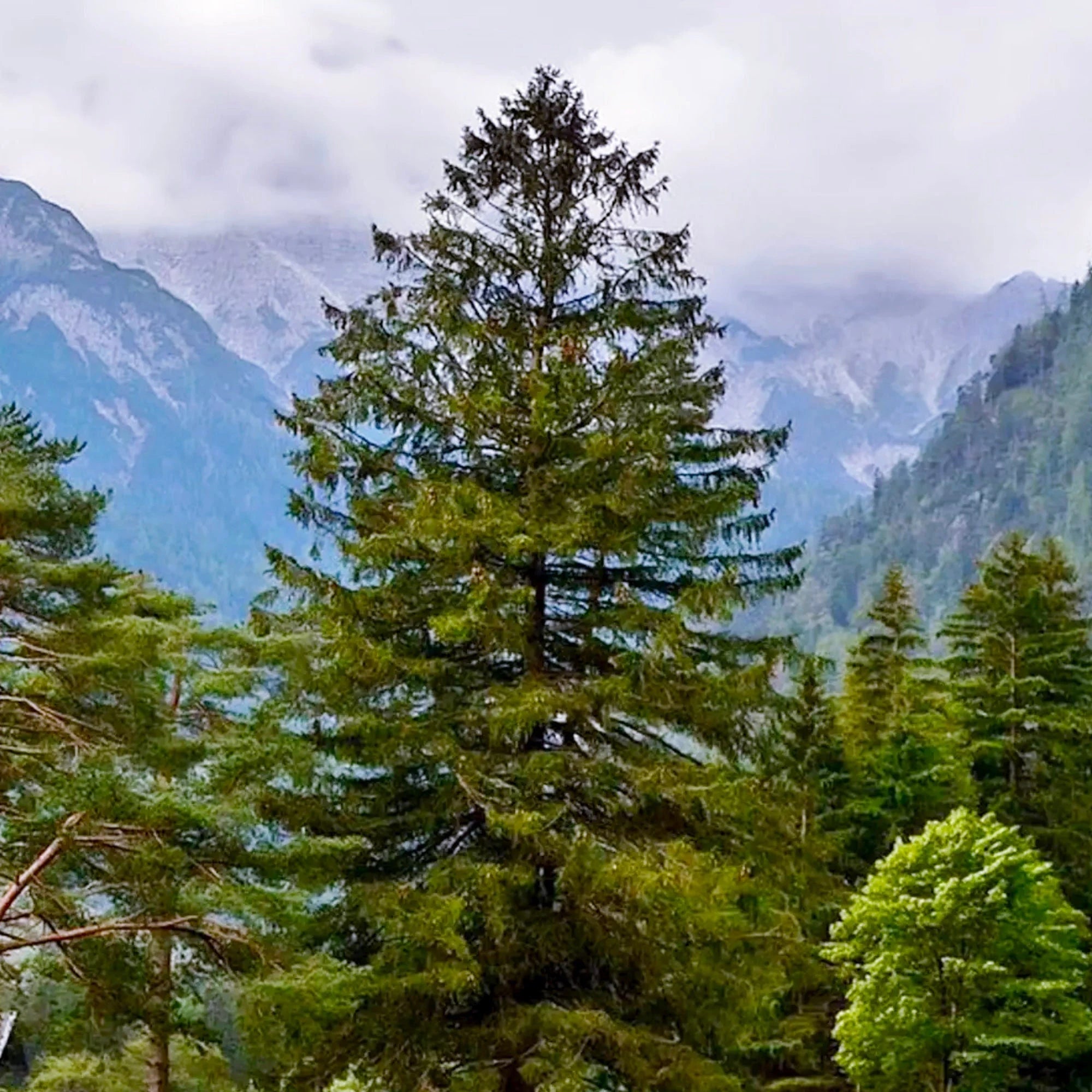 Norway Spruce Tree Seeds - Heirloom, Open Pollinated, Non GMO - Grow Indoors, Outdoors, In Pots, Grow Beds, Soil, Hydroponics  Aquaponics(20 Seeds)
