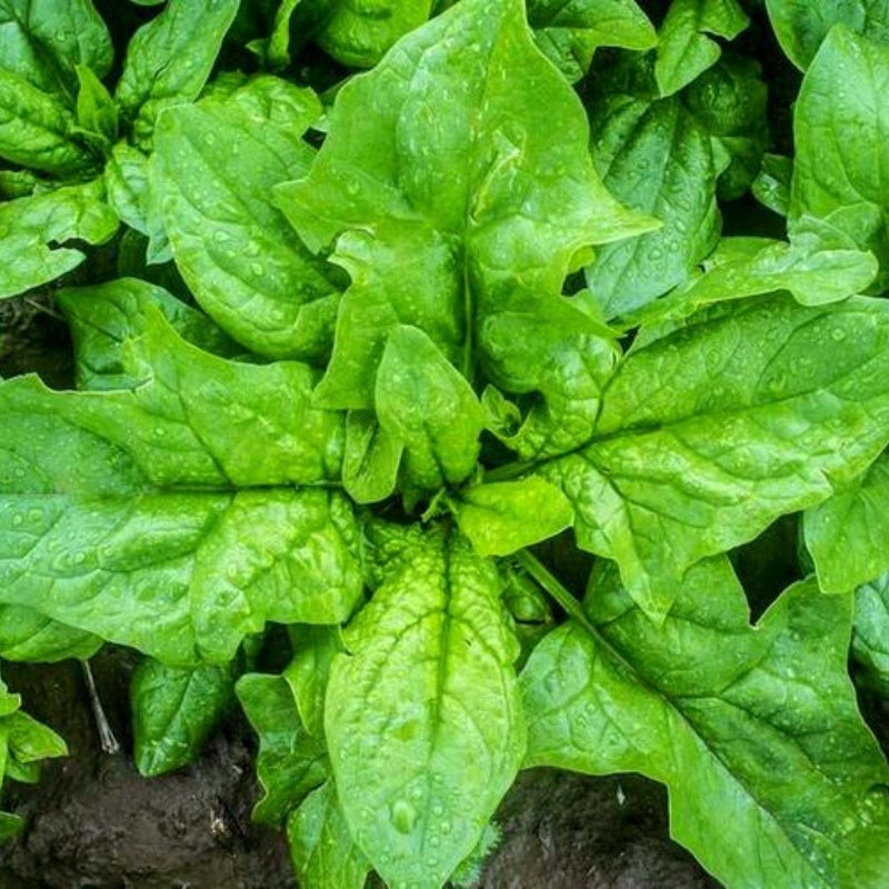 500 Giant Winter Spinach Seeds Heirloom - Non-GMO, Open Pollinated, US Grown(100 Seeds)