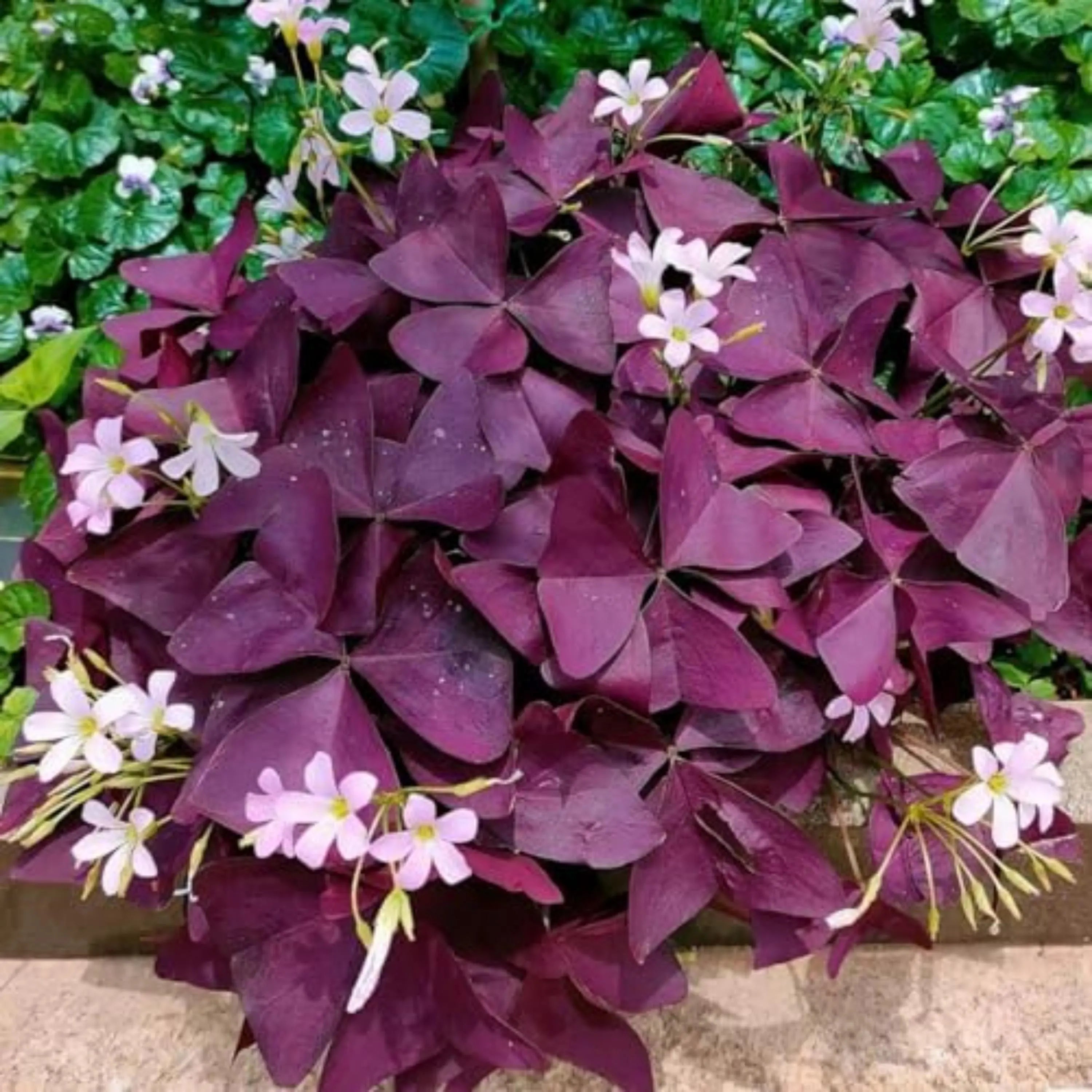 80/400/800 Purple Shamrock Bulbs: Oxalis Triangularis Good Luck Plant(80 Seeds)