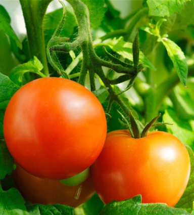 Tomato Seeds – Juicy Red Garden Tomatoes – 100/500/1000 Seeds(100pcs)
