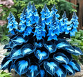 Perennial Mix Hosta Seeds for Planting Outdoor Gardening Indoor, Flower Seeds to Plant Outside, Rare Colorful Flowers(50)