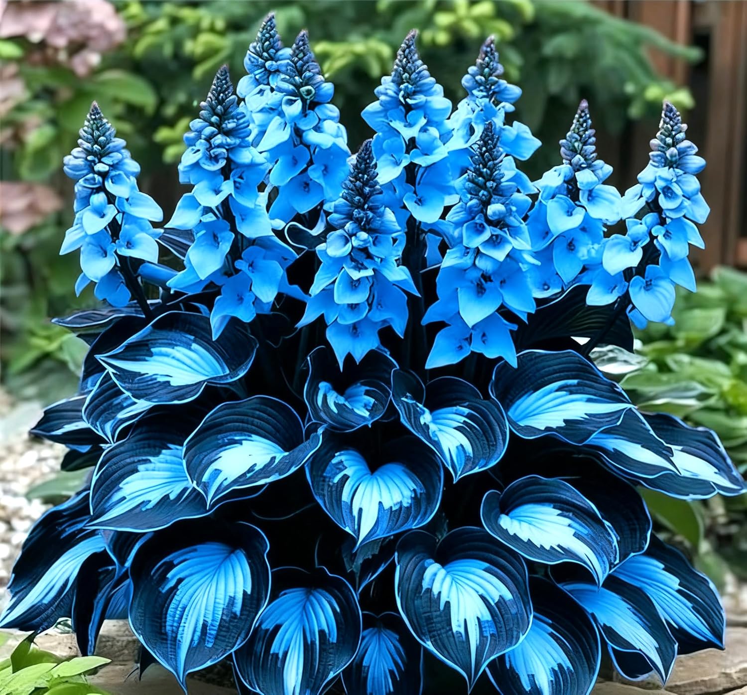 Perennial Mix Hosta Seeds for Planting Outdoor Gardening Indoor, Flower Seeds to Plant Outside, Rare Colorful Flowers(50)