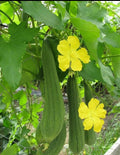 Luffa seeds:Organic home grown non GMO(2 Seeds)