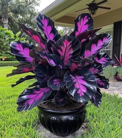 20/100/200pcs Caladium Plant Seeds for Palnting, Purple Black Exotic Foliage, Easy to Grow, Ideal for Garden  Indoor Planting(20 Seeds)