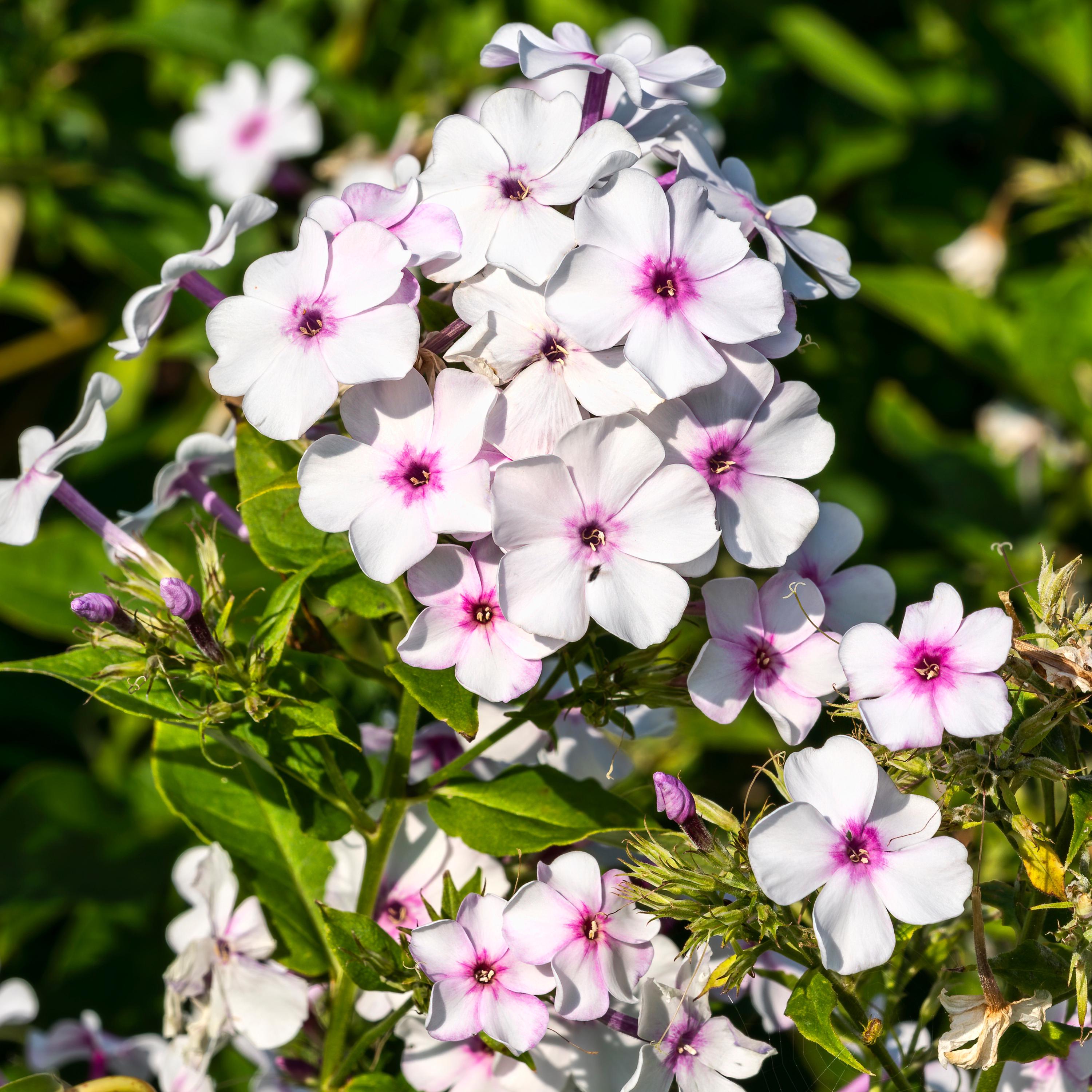 Flame White Eye Phlox Seeds-Cold Resistant -Drought Resistant-Evergreen-Fast Growing-Potted-Plant in early Spring/Fall(10 Seeds)