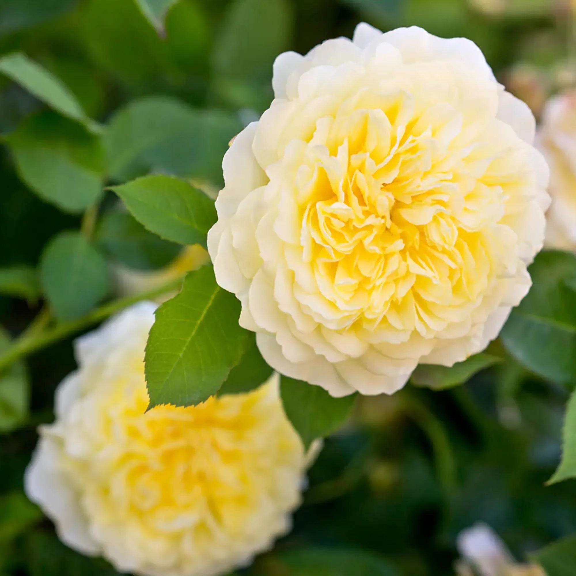 2/10/20 Graham Thomas Climbing Rose Seeds,  Fragrant Yellow Rose Vine, Rare Climbing Rose Seeds Gift for Gardeners, Romantic Garden Flower(2 Seeds)