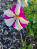 Pink Rose Star Petunia Seeds | 10/50/100 seeds | Zones 2-11(10 Seeds)