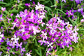 1800/9000/18000 Evening Scented (Night) Stock Matthiola Flower Seeds Bulk Perfume Plant, Lilac-Pink Mix - Free Shipping(1800 Seeds)