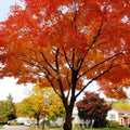Sugar Maple Tree Seeds – Fall Color  Syrup(5 Seeds)
