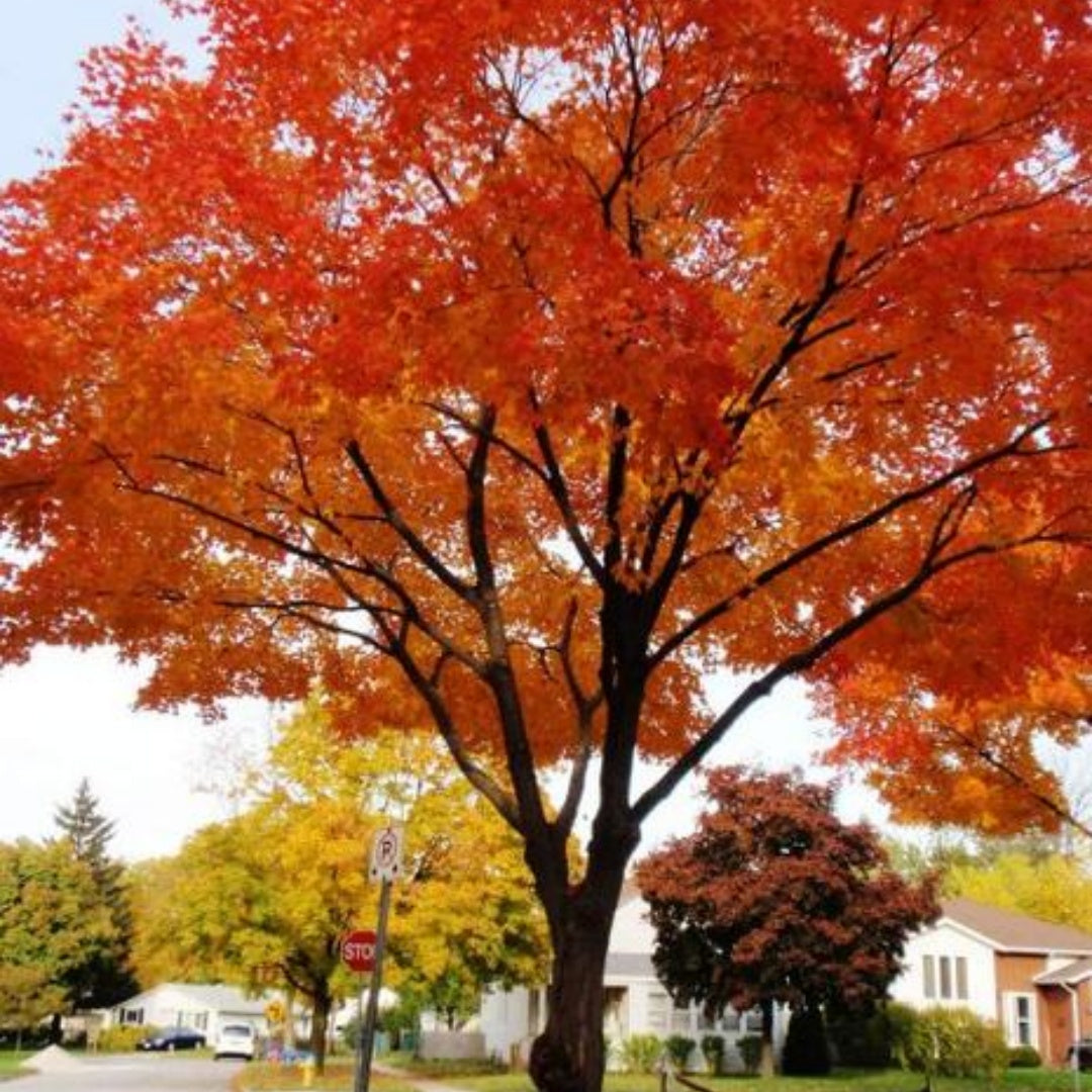 Sugar Maple Tree Seeds – Fall Color  Syrup(5 Seeds)
