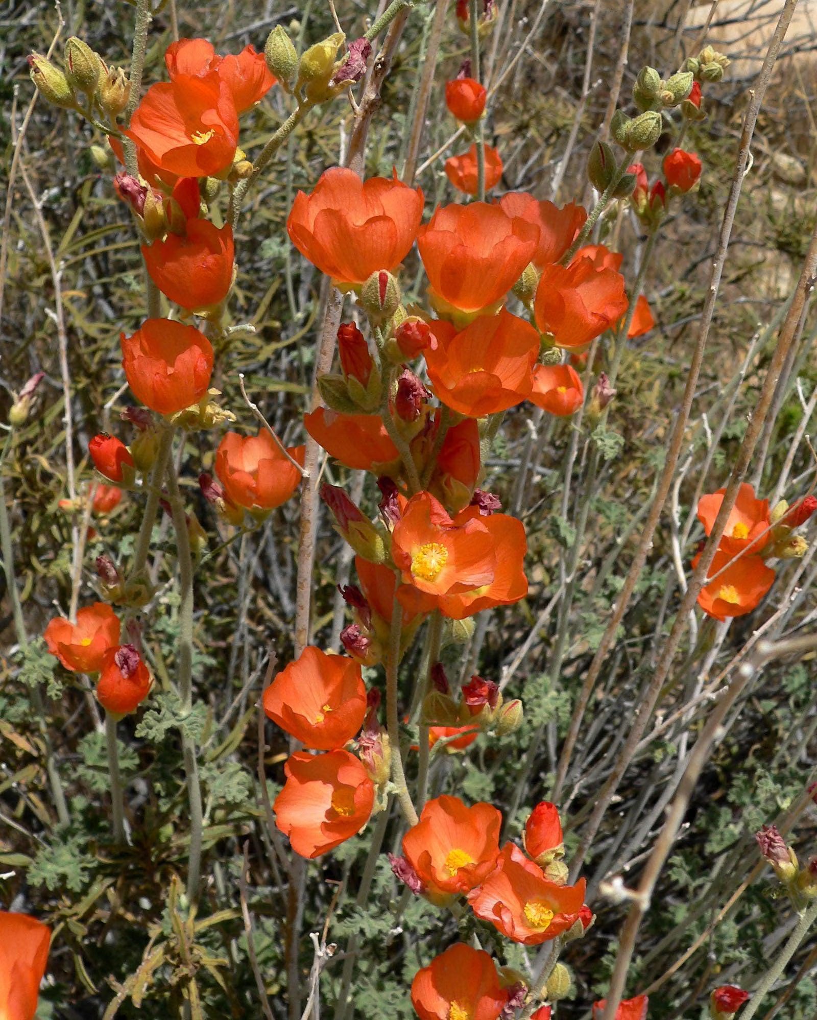 4/20/40 Apricot DESERT GLOBEMALLOW Mallow Sphaeralcea Ambigua Flower Seeds(4 Seeds)