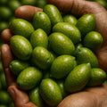 Bella di Cerignola Olive Seeds: Grow Italian Olive Trees(2 Seeds)