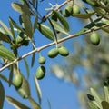 20/100/200 Castelvetrano Olive Seeds, Fruit Tree Seeds for Home Garden(20 Seeds)