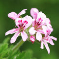 Geranium Mix 50+ Seeds Flowers Planting for Outdoor Indoor(50 Seeds)