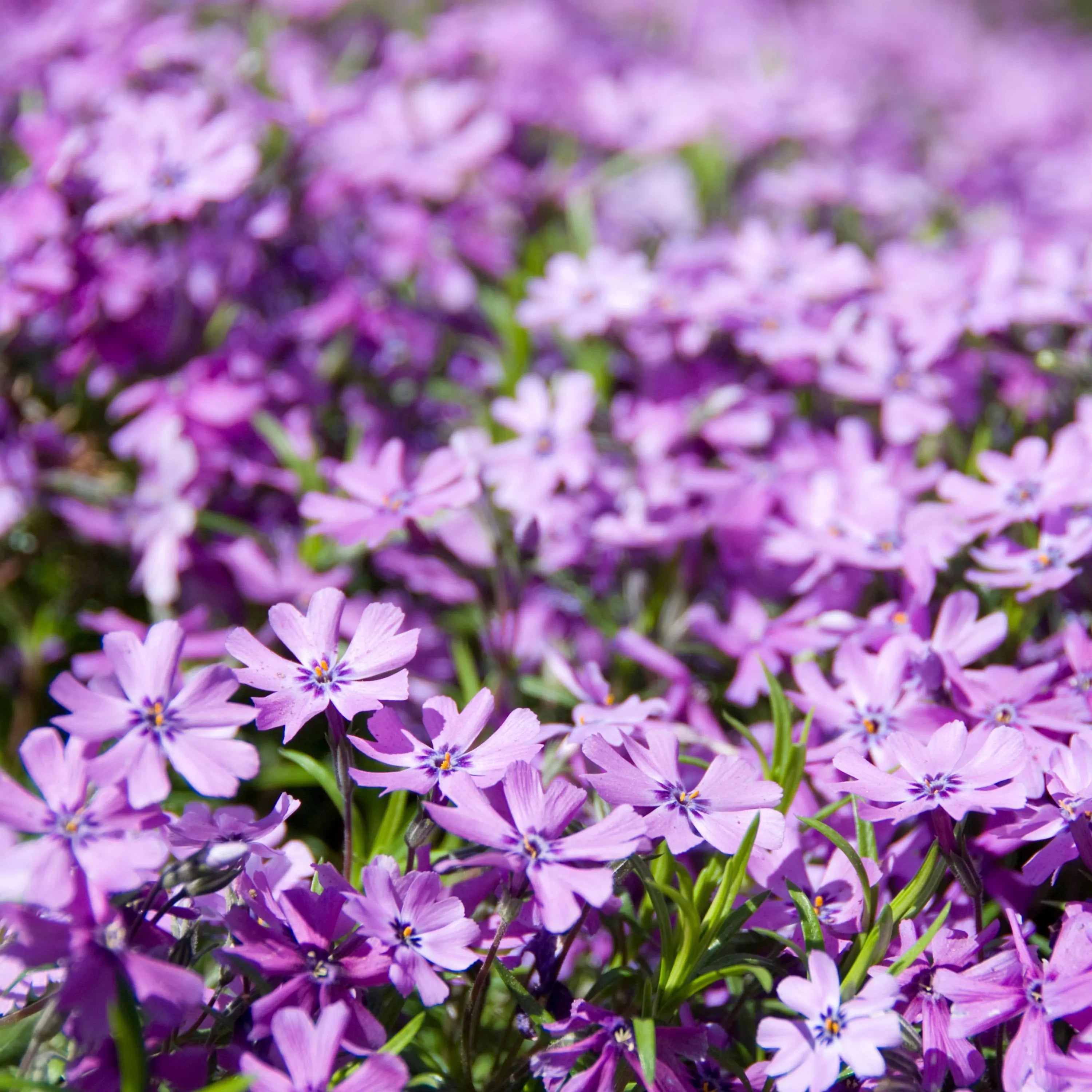 2/10/20 Seeds|Purple Beauty Creeping Phlox Seeds - Cold  Drought Resistant - Evergreen - Fast Growing - Potted - Plant in early Spring/Fall(2 Seeds)