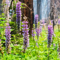 Lupinus albifrons (Silver Lupine) Seeds - Fast Growing, Drought Tolerant, Nitrogen Fixer, Attracts Pollinators, Plant in Spring/Fall(50 Seeds)