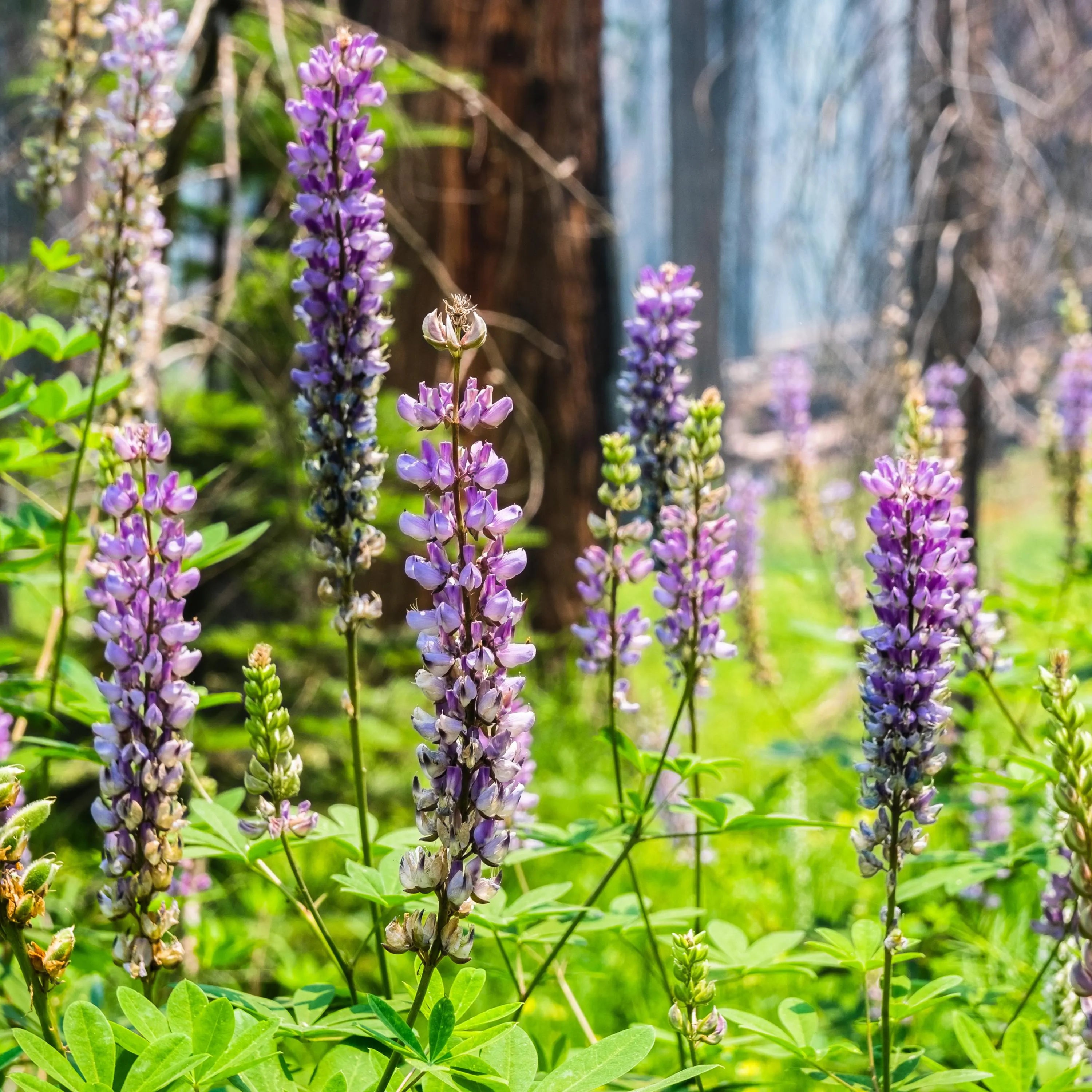 Lupinus albifrons (Silver Lupine) Seeds - Fast Growing, Drought Tolerant, Nitrogen Fixer, Attracts Pollinators, Plant in Spring/Fall(50 Seeds)