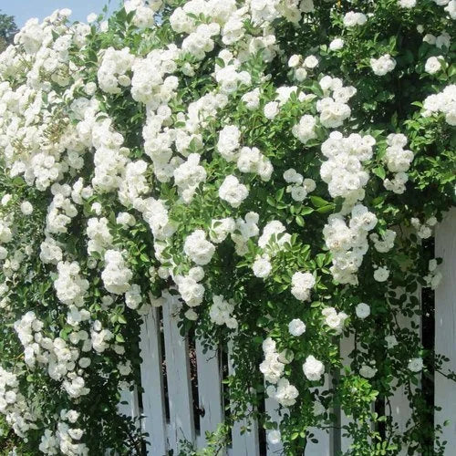 1/5/10+ Seeds|White Climbing Rose Perennial Flower - Authentic Seeds - Perennial~GMO Free~~Flower seeds ~ Asian Garden~ Herbs(1 Seeds)