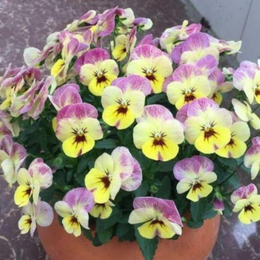20/100/200 Bel Viso Pineapple Crush Pansy Seeds | Yellow Garden Flowers(20 Seeds)