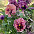 Mix Pansy Seeds - Cold Resistant - Open-Pollinating - Self-Pollinating - Draft Resistant - Plant in late Summer/early Spring(4 Seeds)