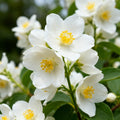 Jasmine Seeds (10/50/100pcs), Fragrant White Star Blooms for Balcony, Window Sills  Indoor Pots(10 Seeds)