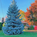 Colorado Blue Spruce Tree Seeds(20 Seeds)