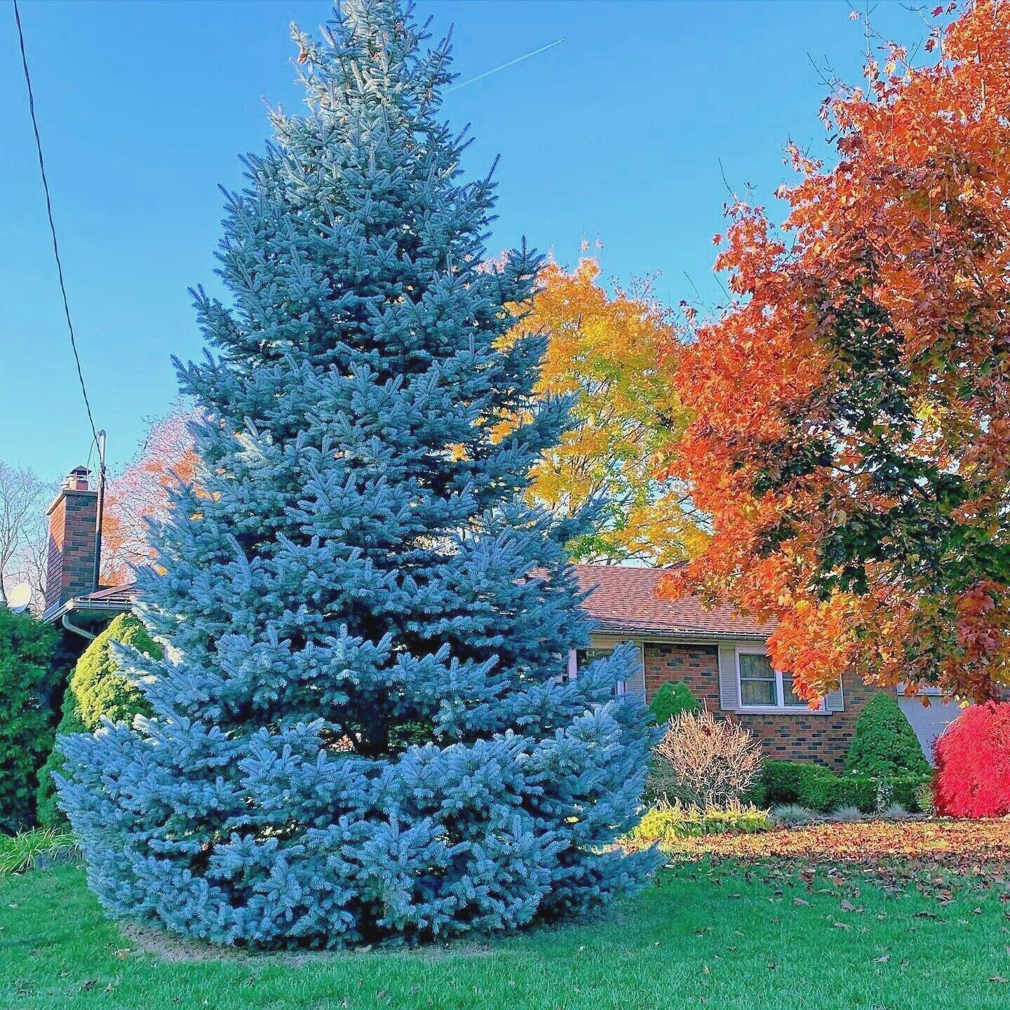 Colorado Blue Spruce Tree Seeds(20 Seeds)