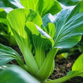 Canton Pak Choi - Long White Stem, Taisai, Pak Choy, Bok Choy, Chinese Cabbage SEEDS | Non-GMO, Organic | Treevales(100 Seeds)