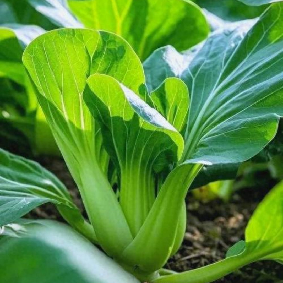 Canton Pak Choi - Long White Stem, Taisai, Pak Choy, Bok Choy, Chinese Cabbage SEEDS | Non-GMO, Organic | Treevales(100 Seeds)