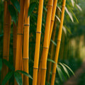 20/100/200 Orange Bamboo Seeds: Exotic Privacy Hedge Plant(20 Seeds)