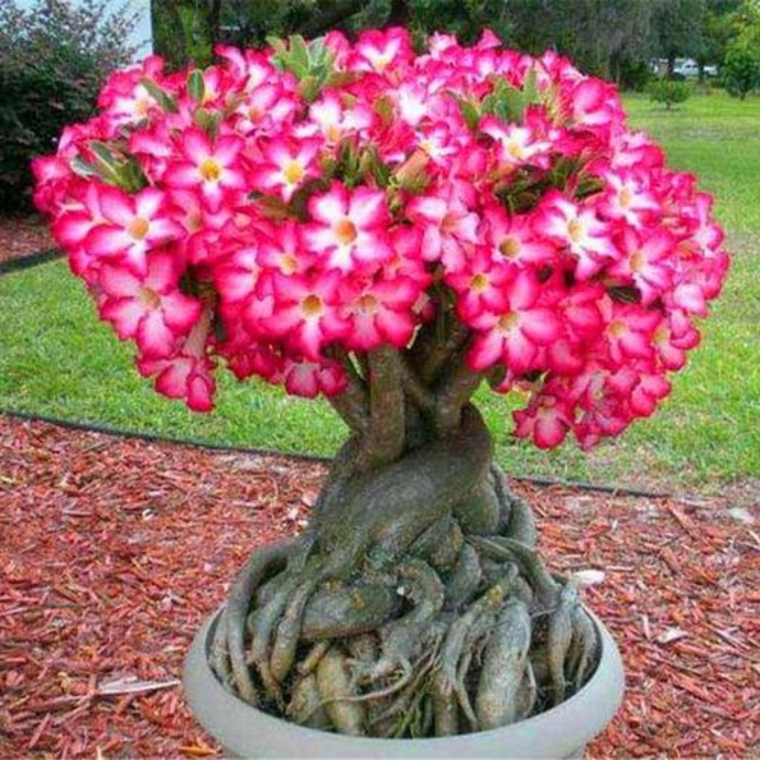 20/100/200 Mixed Color Desert Rose Seeds to Grow | 20 Seeds | Adenium Obesum Seeds to Grow.. Exotic Bonsai Plant(20 Seeds)