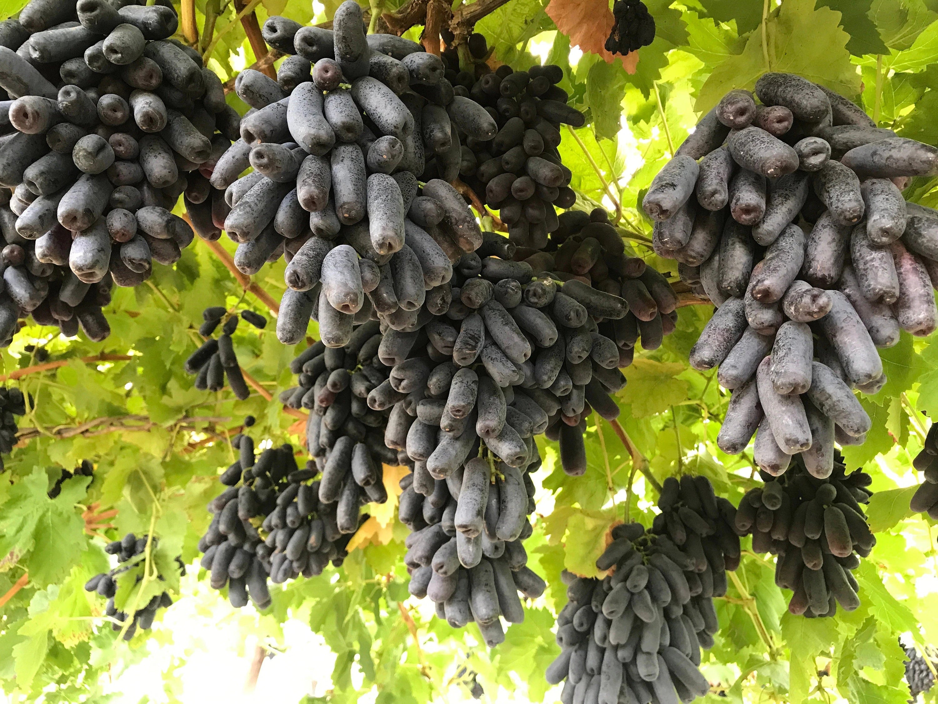 10+ BLACK FINGER GRAPE Vitis Viniferia Fruit Vine Seeds(10 Seeds)