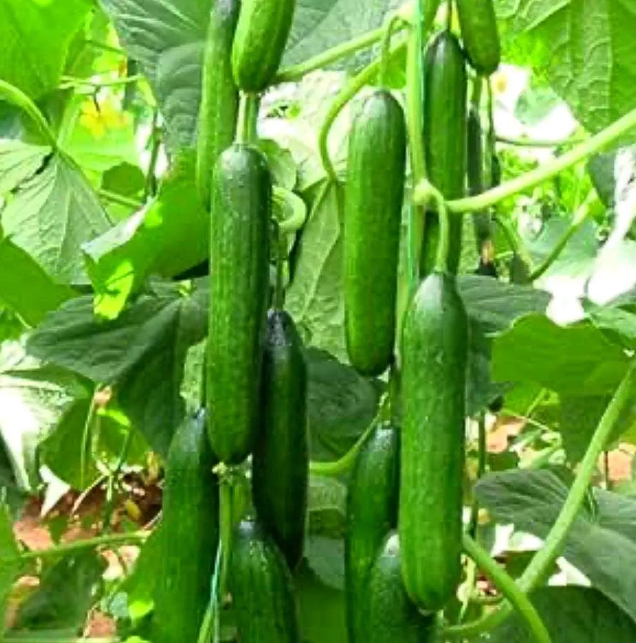 Cucumber beit alpha seeds(40 Seeds)