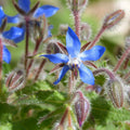 Borage Seeds - Organic, Heirloom, Open Pollinated, Non GMO - Grow Indoors, Outdoors, In Pots, Grow Beds, Soil, Hydroponics  Aquaponics(20 Seeds)