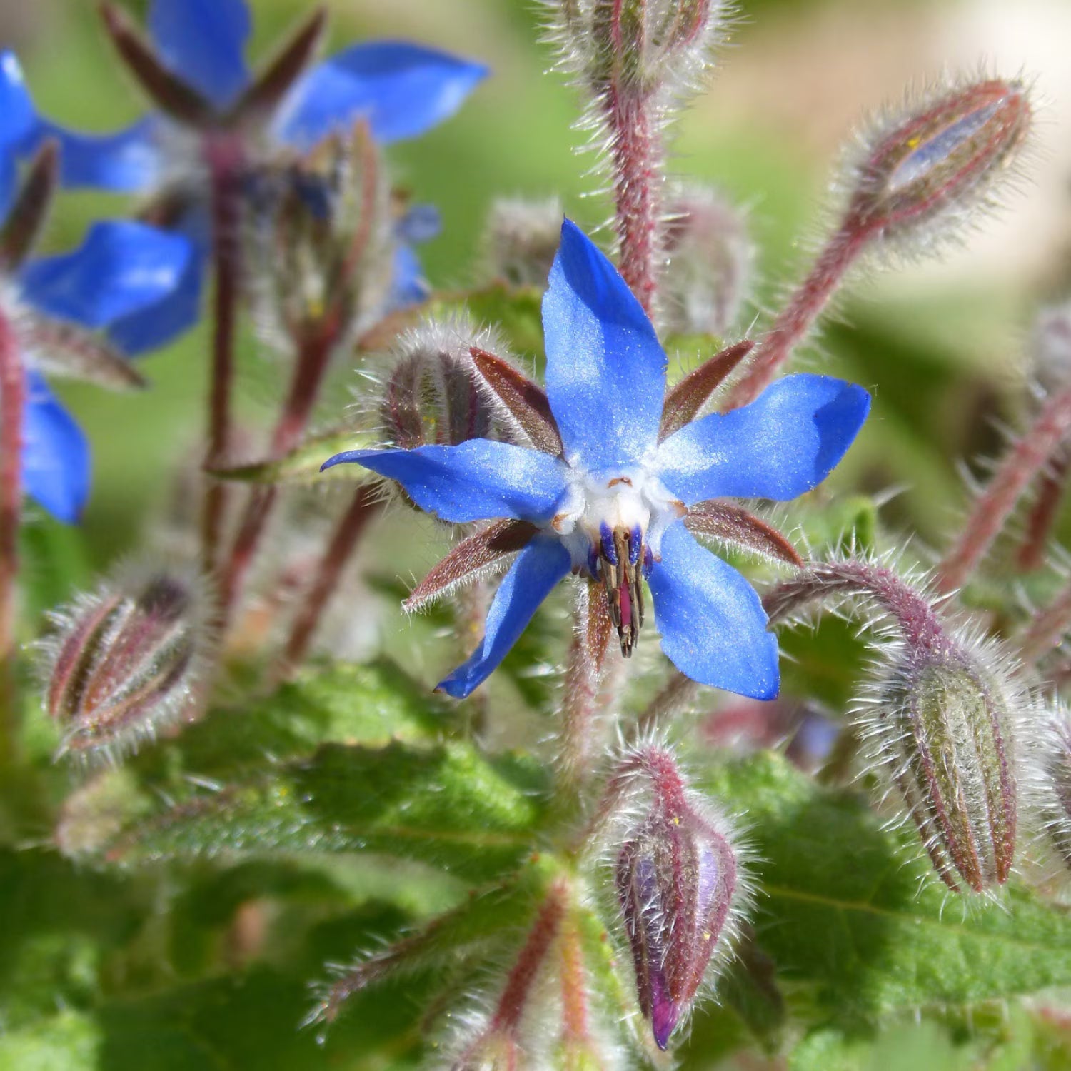 Borage Seeds - Organic, Heirloom, Open Pollinated, Non GMO - Grow Indoors, Outdoors, In Pots, Grow Beds, Soil, Hydroponics  Aquaponics(20 Seeds)