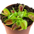 Dionaea Muscipula Venus Flytrap Flower Seeds - 4/20/40 Seeds(4 Seeds)
