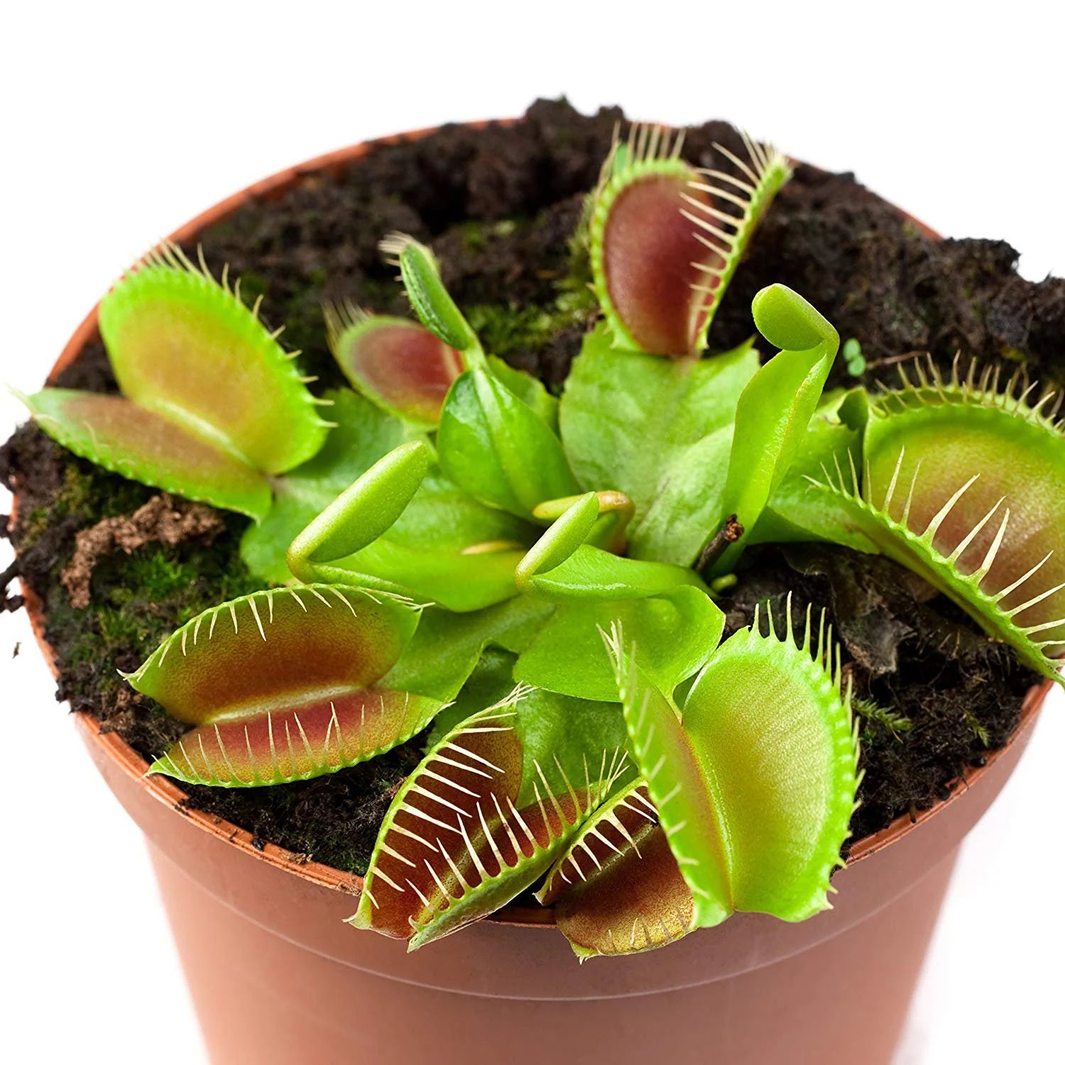Dionaea Muscipula Venus Flytrap Flower Seeds - 4/20/40 Seeds(4 Seeds)