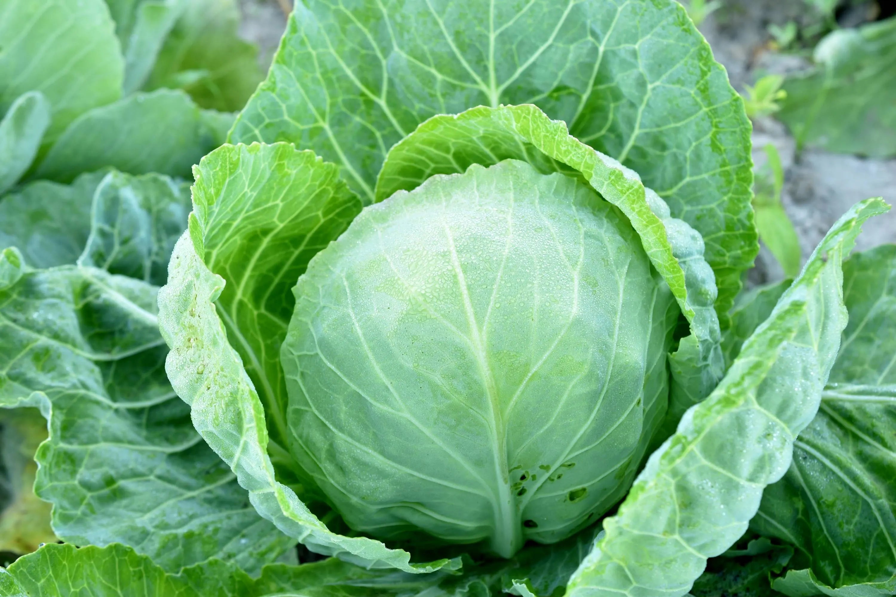 All Seasons Cabbage Seeds, Spring Summer Fall Planting, Tracked Shipping, Gardening Essentials(500 Seeds)