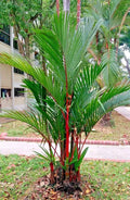 Red Lipstick Palm Tree Seeds: Exotic Cyrtostachys Renda, Non-GMO(2 Seeds)