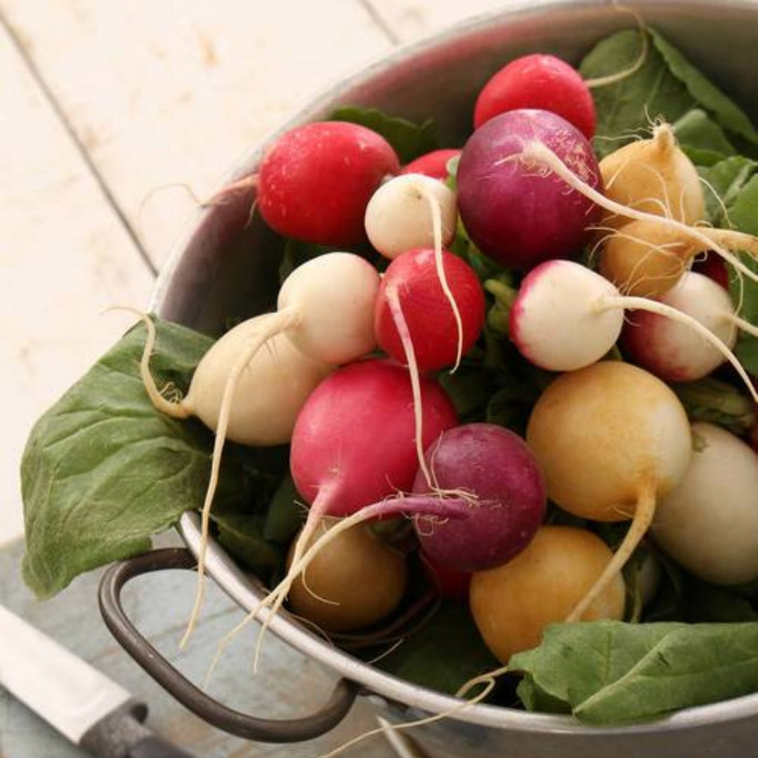 Easter Egg Radish Seeds with Yellow! Raphanus Sativus, Pink, Purple, Yellow, Red and White(40 Seeds)