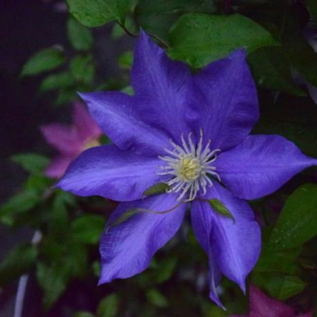 10/50/100 Dark Purple Clematis Seeds(10 Seeds)