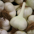 20/100/200 Elephant Garlic Grown Fresh Organic seeds(20 Seeds)