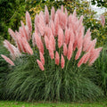Pink Pampas Ornamental Grass (Cortaderia Selloana;Pink;) Seeds(60 Seeds)