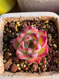 Echeveria 'Bonfire',Succulents Plants ,Rooted in a 2-inch pot ,Live House Plants, Cactus Plants Live Plants Indoor Plants Live Houseplants, Indoor Plant Succulents Live Plant House Plant by Plants for Pets(1pc)
